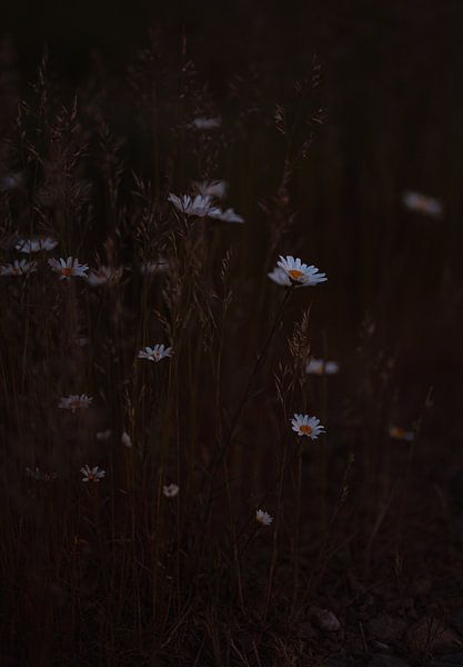 Coucher de soleil et marguerites par Imagination by Mieke