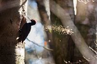 Black woodpecker carves nest cavity from Veluwe tree