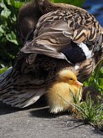 Duckling and mother pt1.