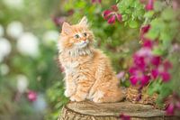 Kitten between the flowers