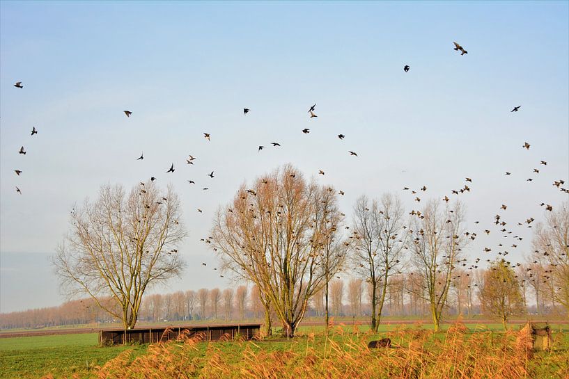 Fliegen Sie weiter von Michael van Eijk
