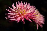 flower power : dahlia met krabspinnetje