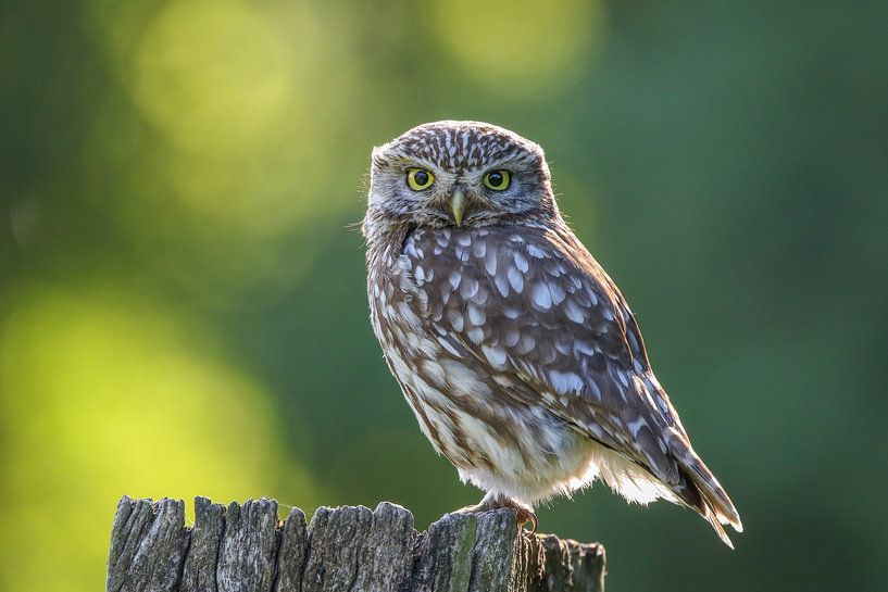Little owl in morning light by Jasper Kok