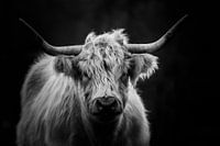 Scottish Highland Cattle