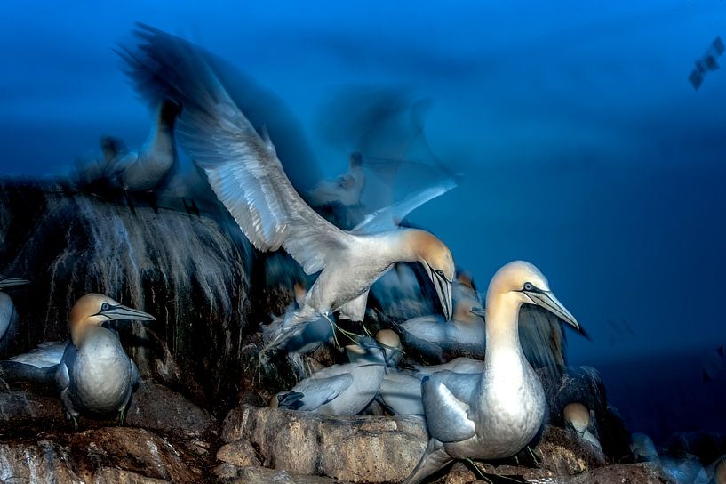 Gannet, Ireland by Maarten van der Voorde