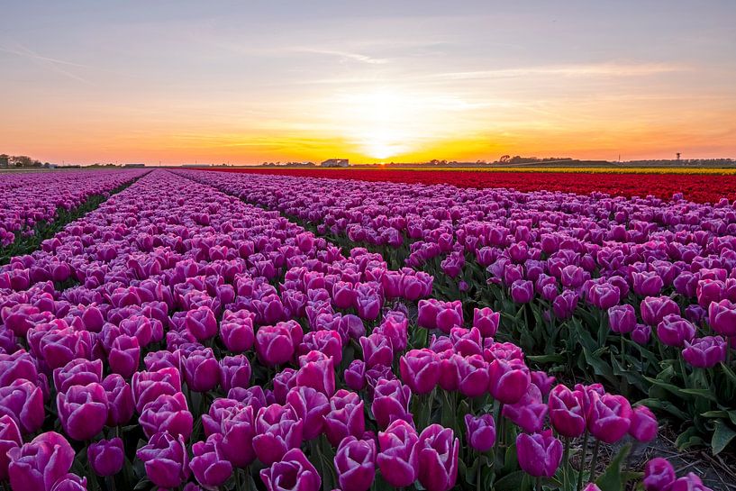 Blühende lila Tulpen auf dem Land in Nordholland bei Sonnenuntergang in den Niederlanden von Eye on You