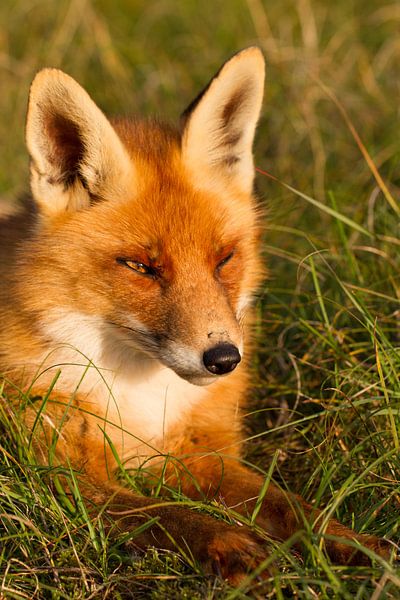 Fuchs von Hanneke Ruijterlinde