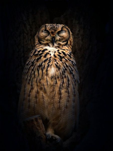 Owls' nap by Babette van den Berg