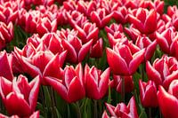 Tulpenfelder auf Goeree-Overflakkee