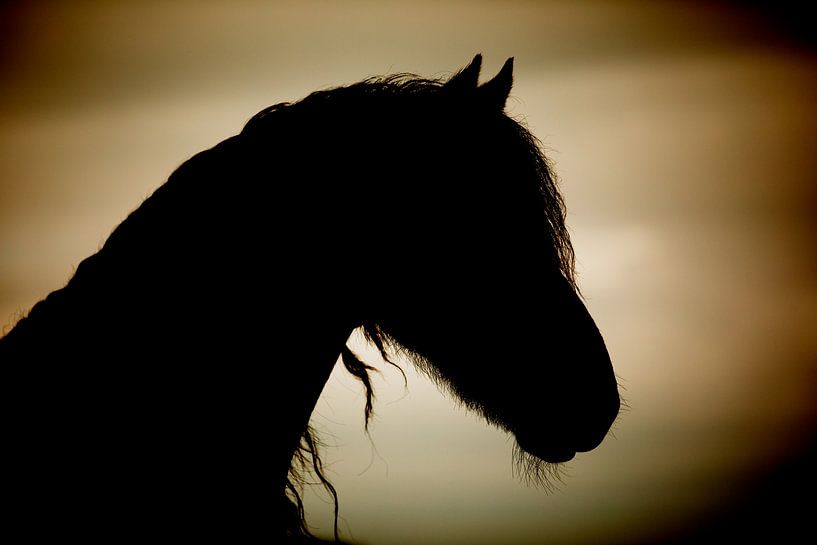 Horse silhouette by Kim van Beveren