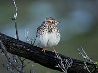 Heidelerche in den Amsterdamer Wasserleitungsdünen