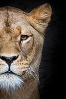 Leeuwin op zwart