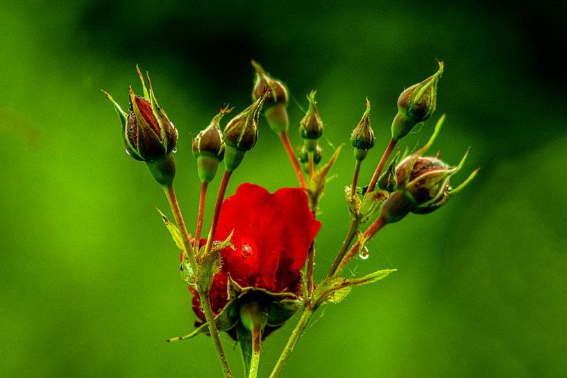 Wald Blumen Feld Landschaft Erzgebirge Städte Dörfer von Johnny Flash