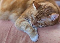 Schlafende rote Katze auf einer Bank