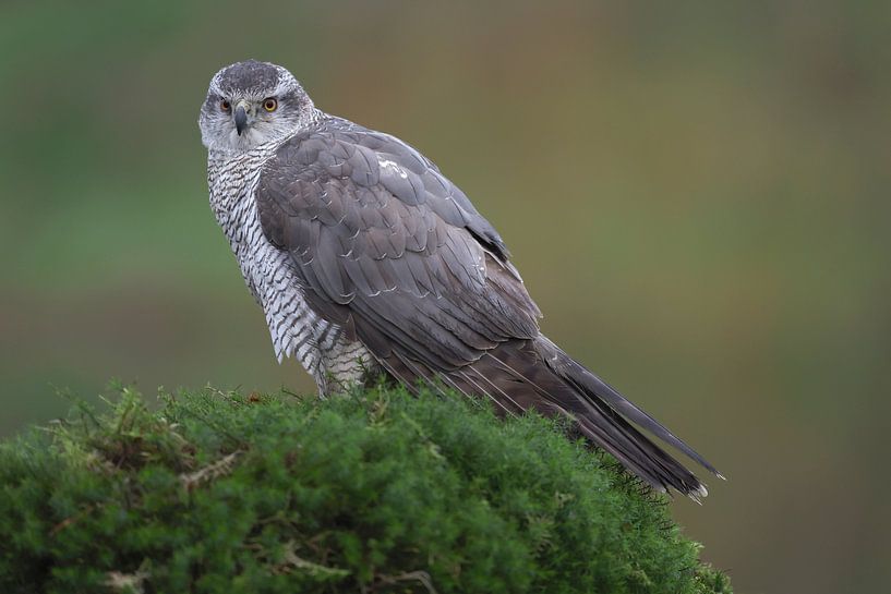 Habicht (Accipiter gentilis) von Ronald Pol