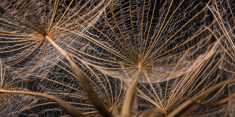 Panorama d'une étoile du matin brun doré par Marjolijn van den Berg