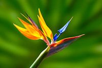 Helles Foto einer Paradiesvogelblume