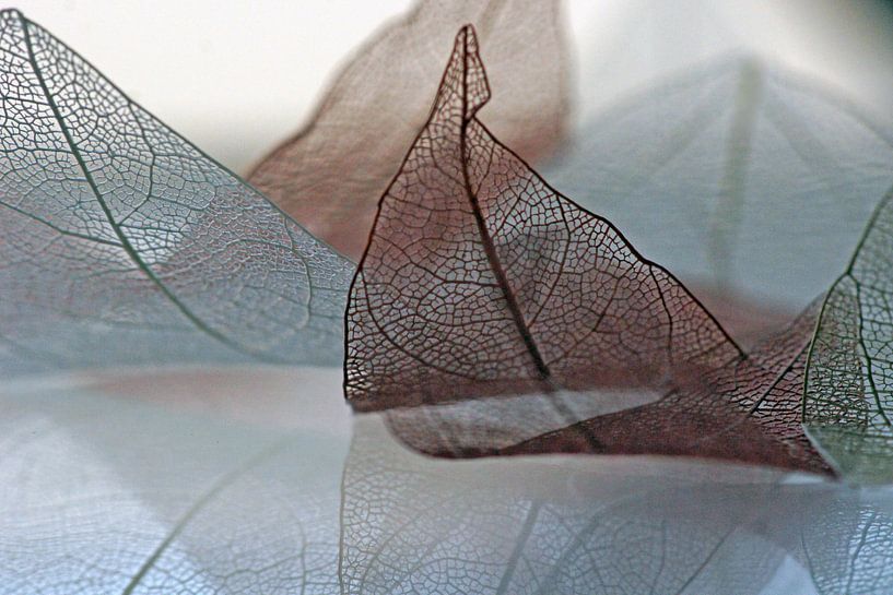 Wait for the wind van Carla Mesken-Dijkhoff