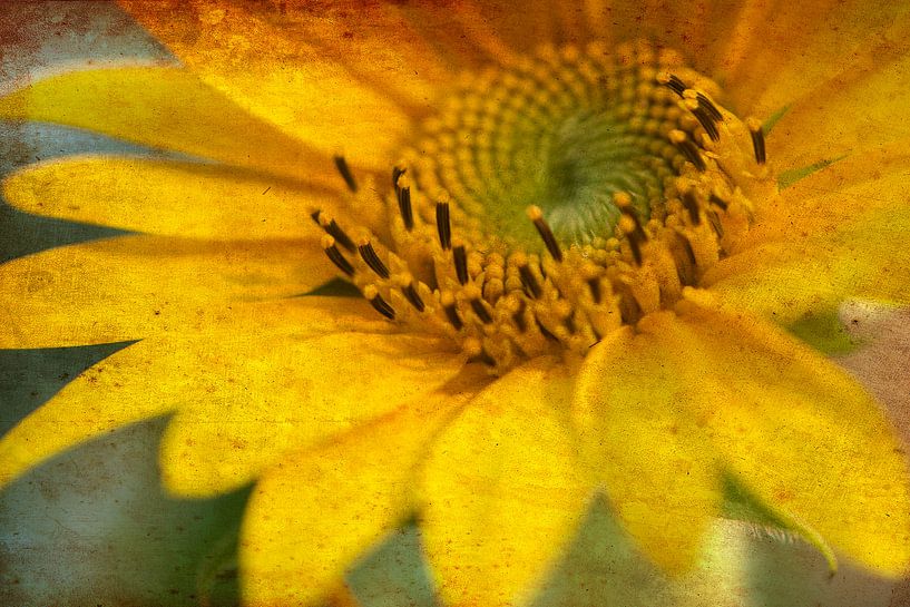 Tournesol par WeVaFotografie