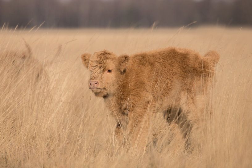 Schottisches Highlander-Kalb auf dem Hijkerveld, Drenthe von Karin van Rooijen Fotografie