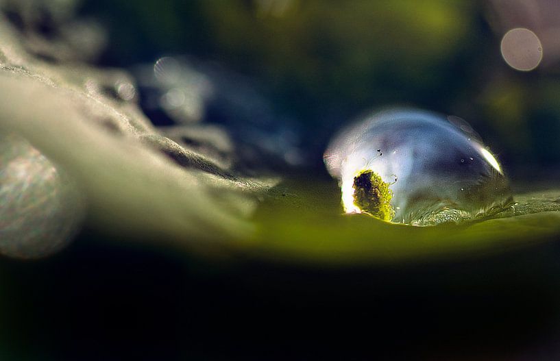 macro sterrenmosje (Mnium hornum) in druppel von Natascha IPenD