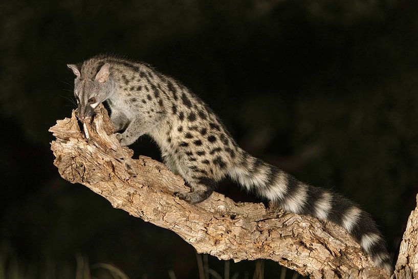 Genet-Katze bei Nacht Er sieht ein bisschen aus wie eine Katze, eng verwandt mit Mungos. von Hans Hut