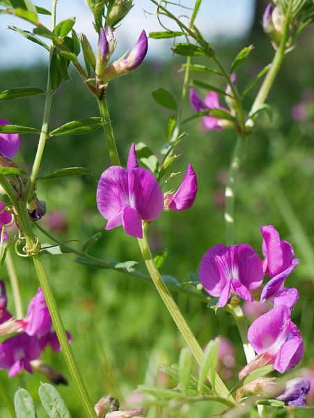 Kleine Wicke. von Wim vd Neut