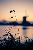 De nederlandse polder.