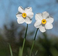 Deux jonquilles heureuses