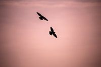 Crows in the air