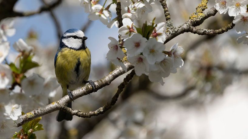 Blue tit in blossom by natasja juist