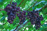 Large bunches of blue grapes in Westland greenhouse