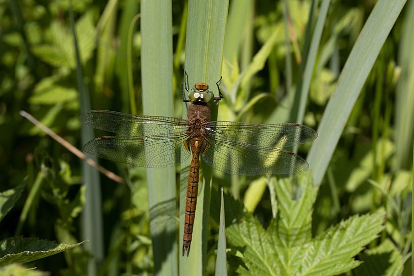 macro photo of a dragonfly with green eyes by W J Kok