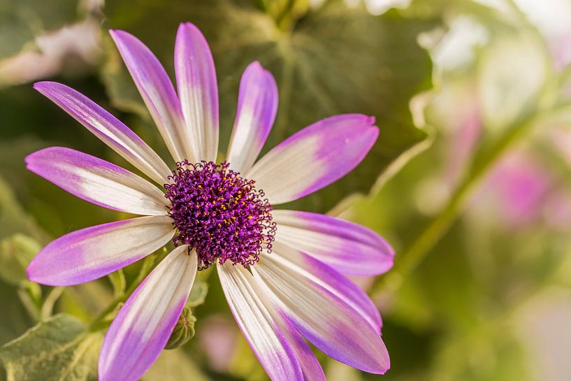 Senecio Senetti von Dietmar Wolf