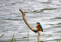 Kingfisher on the waterfront