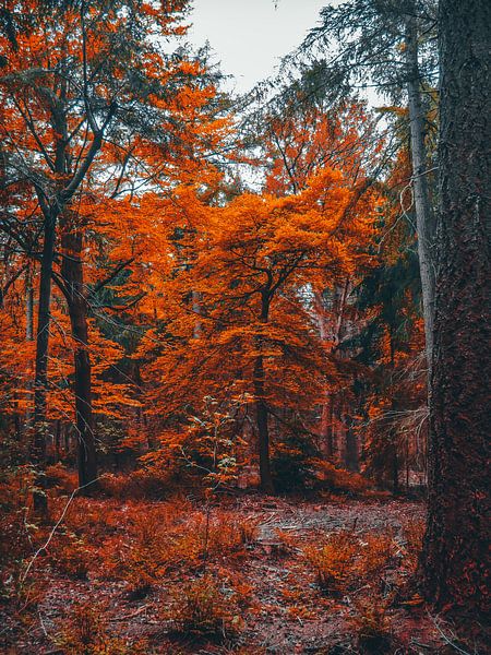 Herbst 1 von snippefotografie