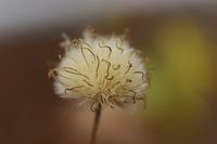 Image de rêve d'un morceau de peluche