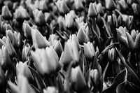 Champs de tulipes en noir et blanc