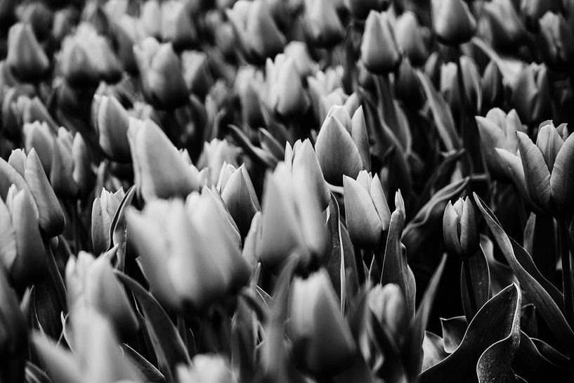 Schwarz und weiß Felder von Tulpen von Pix-Art By Naomi.k