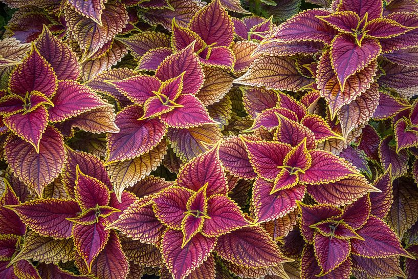 COLEUS by Christian Schmidt