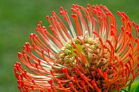 Une belle fleur sud-africaine - Nodding Pincushion