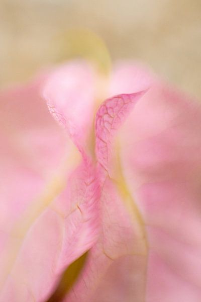 Hortus Botanicus | Botanical Garden Leiden | Flower | Pastel | Lensbaby Art Print by Gabry Zijlstra