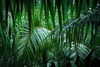 In the depth of the jungle