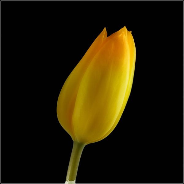 BERLIN Flowers - secretive beauty by Bernd Hoyen