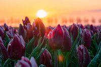 Sonnenaufgang an den Tulpen