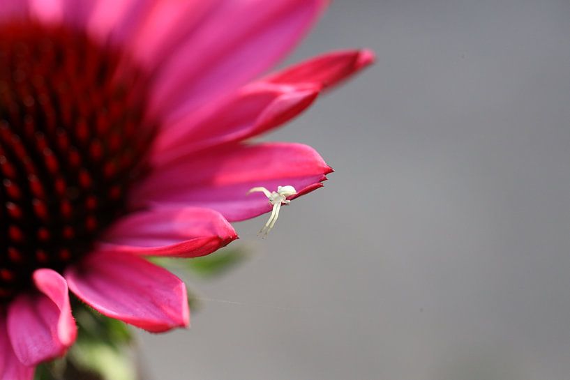 Sonnenhut mit Spinne von Marieke Funke