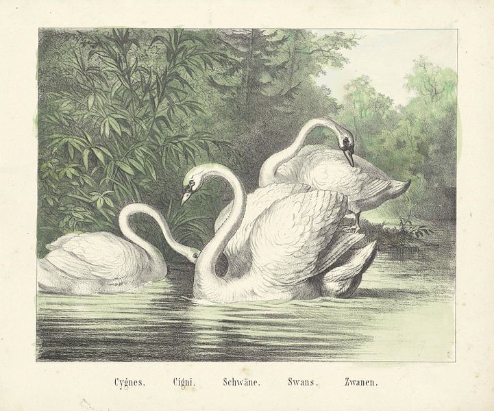 Cygnes. / Cigi. / Schwäne. / Cygnes. / Swans, firme de Joseph Scholz, 1829 - 1880 par Gave Meesters