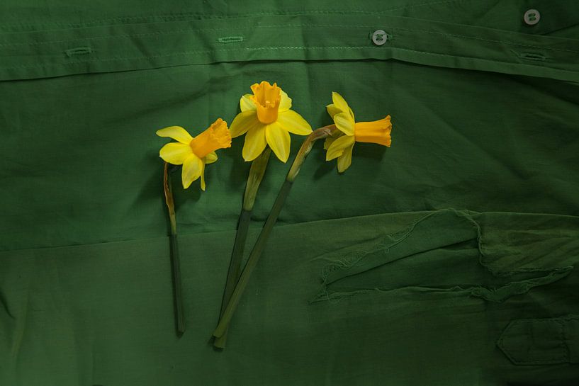 Daffodils by Diane Cruysberghs