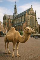 Kamel auf dem Grote Markt in Haarlem