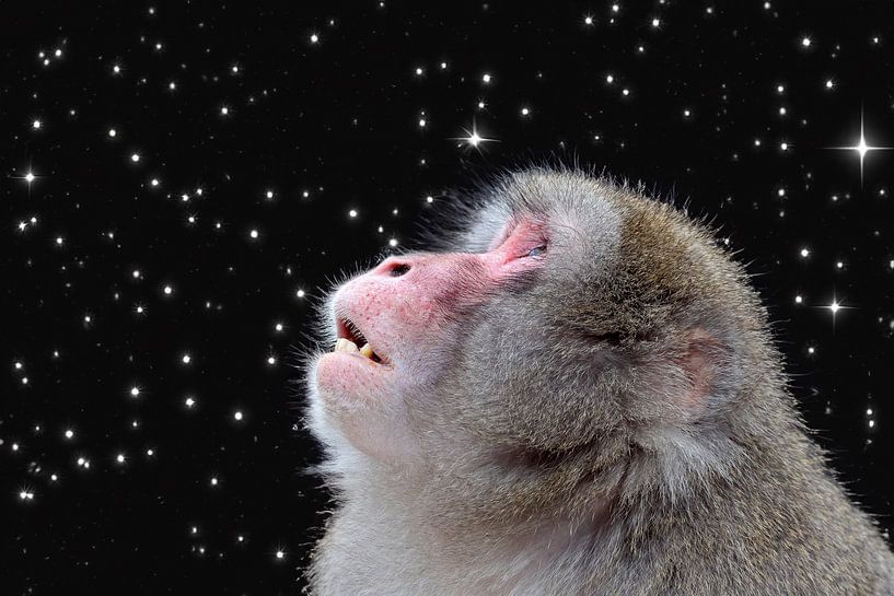 Macaque japonais par Edwin Butter